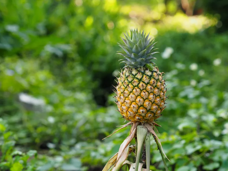 Ananas