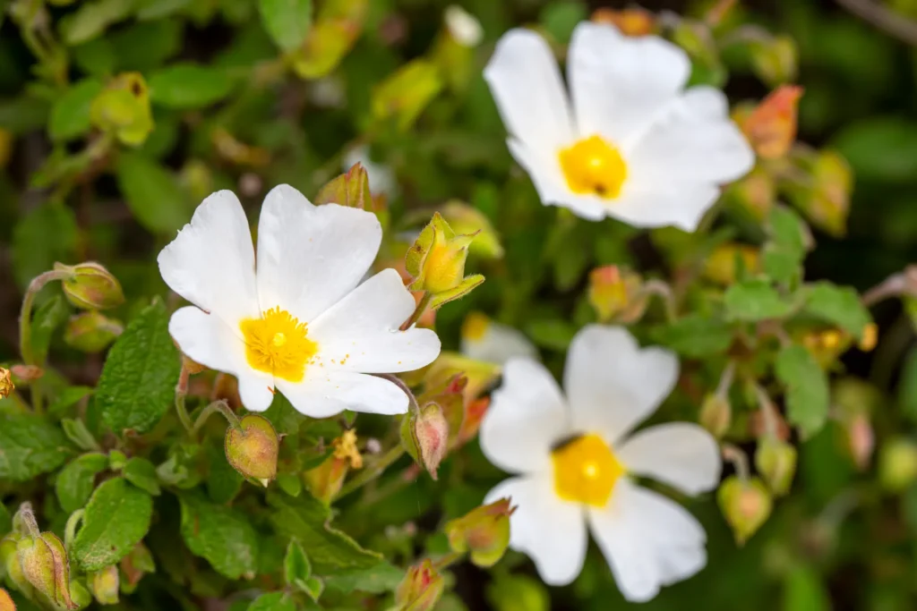 Bacopa, dal fiore bianco con pistillo giallo